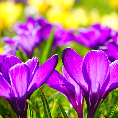 Soul Space - Looking forward to Spring more than ever before - photo 01