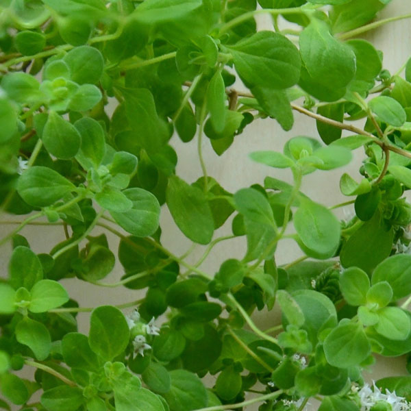 Soul Space - Another New Year Begins... - photo 08