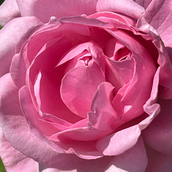 Soul Space - Boosting our Vitamin D to support our Mental Health - photo 02