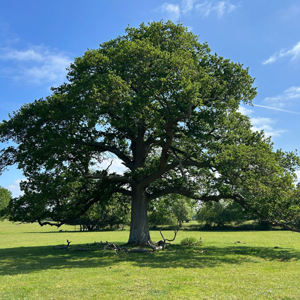 Soul Space - Boosting our Vitamin D to support our Mental Health - photo 08