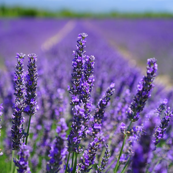 Soul Space - Coping with Bereavement - photo 13