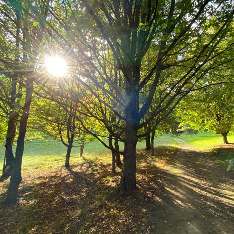 Soul Space - Escape Into Autumn and Unwind with a Walk! - photo 01