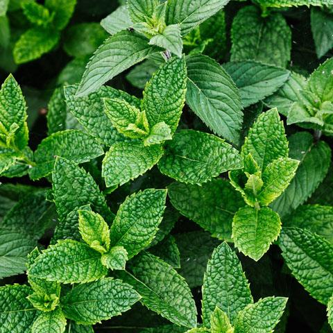 Soul Space - Essential Oils and Summer Travel - photo 06