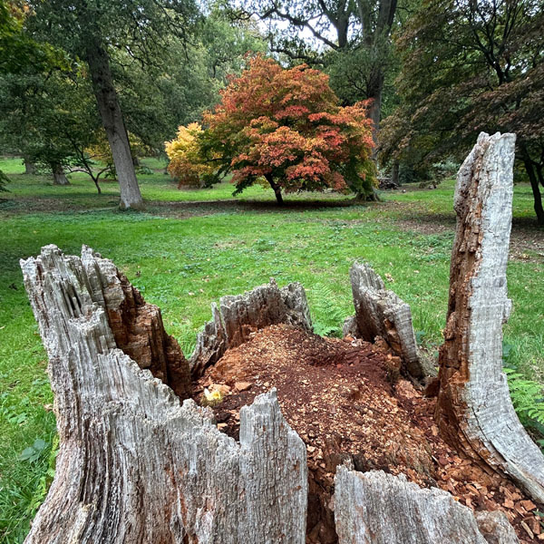 Soul Space - Essential Oils for our Muscular and Skeletal Systems - photo 01