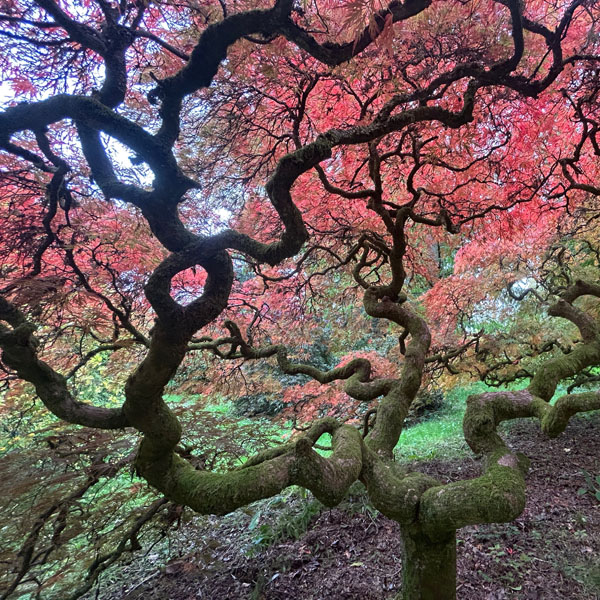 Soul Space - Essential Oils for our Muscular and Skeletal Systems - photo 02