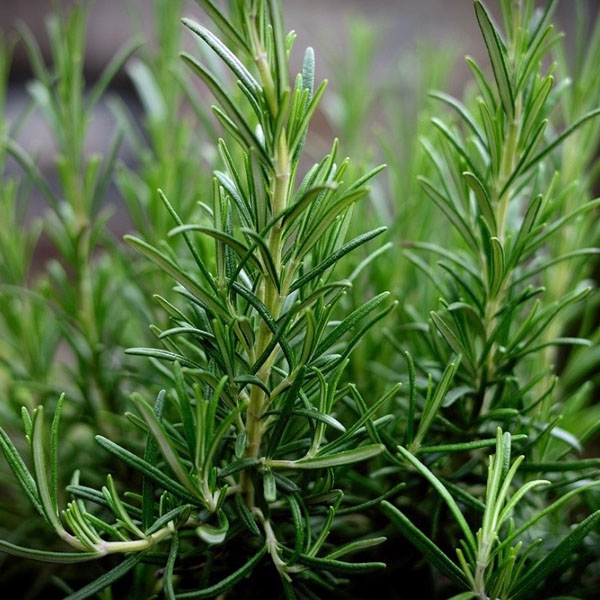 Soul Space - Essential Oils for our Muscular and Skeletal Systems - photo 10