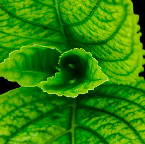 Soul Space - Essential Oils for Soothing and Grounding the Soul - photo 03