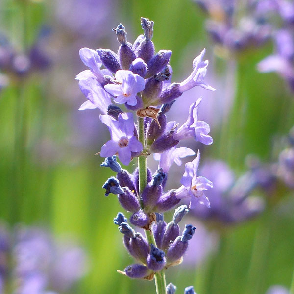 Soul Space - Essential Oils for Soothing and Grounding the Soul - photo 07