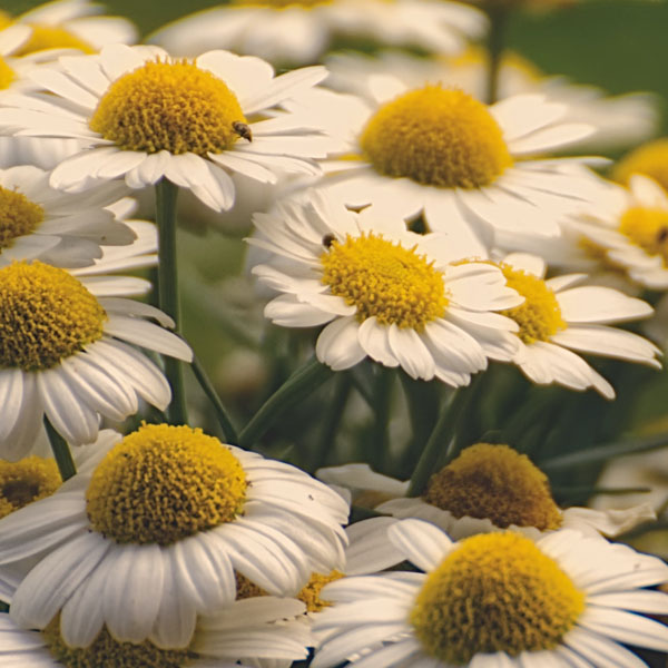 Soul Space - Essential Oils for Soothing and Grounding the Soul - photo 08