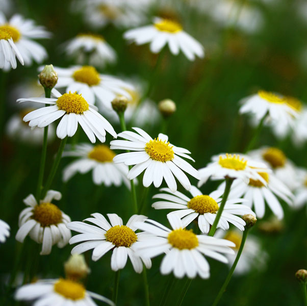 Soul Space - Essential Oils for Summer - photo 04