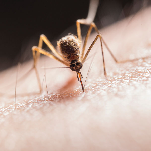 Soul Space - Essential Oils for Summer - photo 06