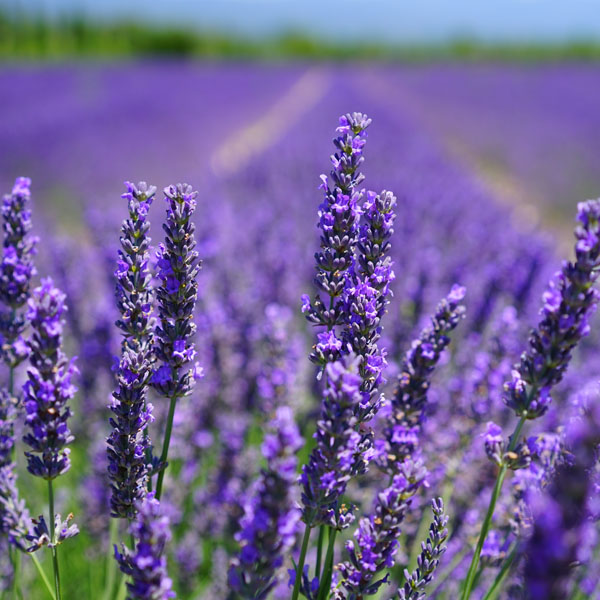 Soul Space - Essential Oils for Summer - photo 09