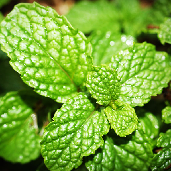 Soul Space - Essential Oils for Summer - photo 14