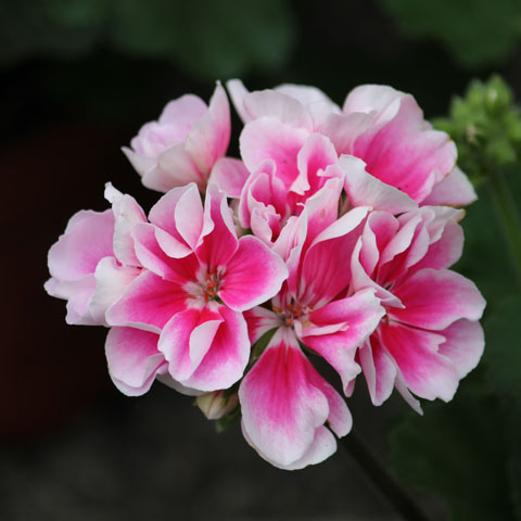 Soul Space - Keeping our Hormones Happy - photo 06