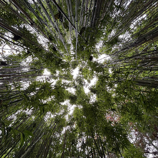 Soul Space - Letting Go - photo 20