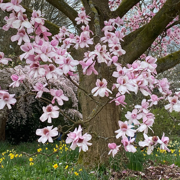 Soul Space - Shake off those Winter Blues and Step into Spring! - photo 01