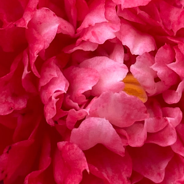 Soul Space - hake off those Winter Blues and Step into Spring! - photo 05