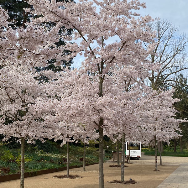 Soul Space - hake off those Winter Blues and Step into Spring! - photo 07