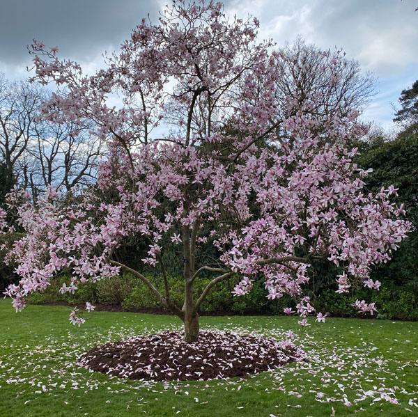 Soul Space - hake off those Winter Blues and Step into Spring! - photo 12