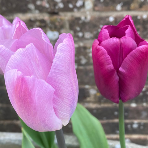 Soul Space - Spring is just the Best! - photo 01