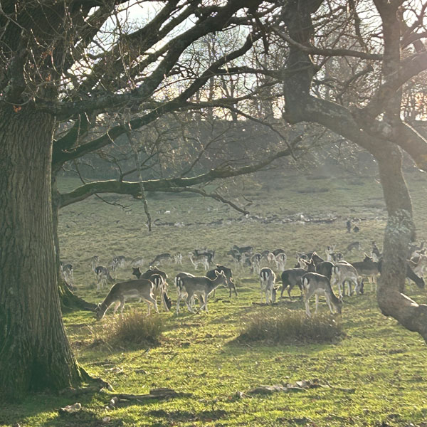 Soul Space - The National Trust - Peace in Nature and History - photo 11