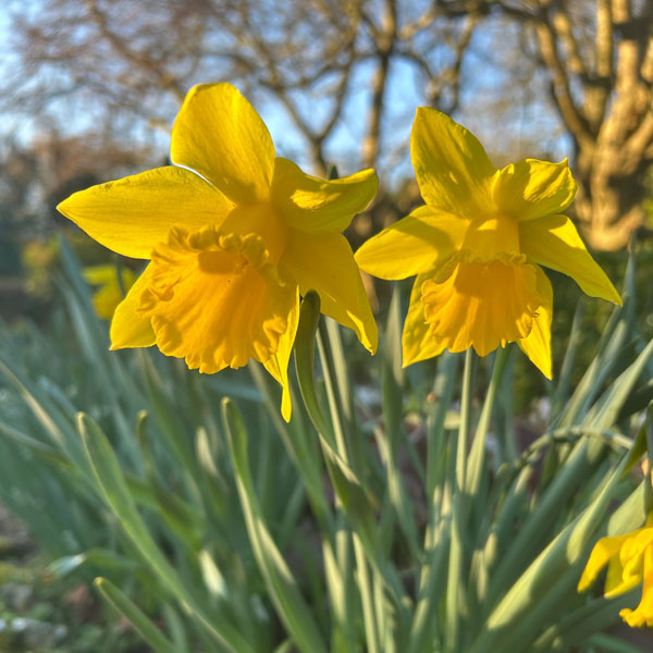 Soul Space - Walking for Charity and for Pleasure...Spring is finally here! - photo 03