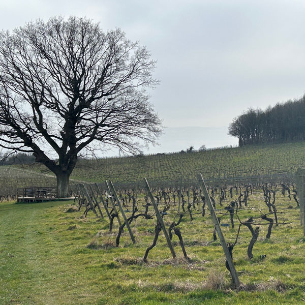 Soul Space - Walking for Charity and for Pleasure...Spring is finally here! - photo 17